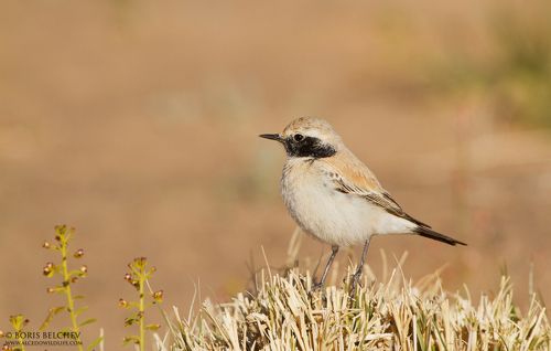 Пустынная ка́менка (лат. Oenanthe deserti)