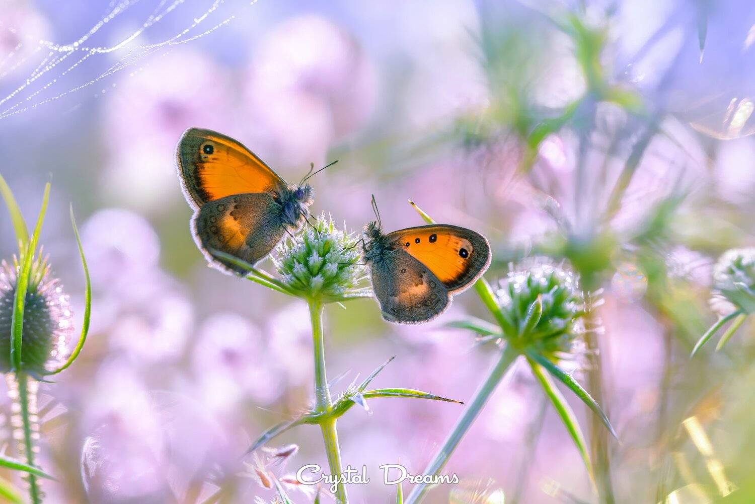 Bokeh, Butterfly, Crystal Dreams, Light, Macro, Morning, Nature, Татьяна Крылова