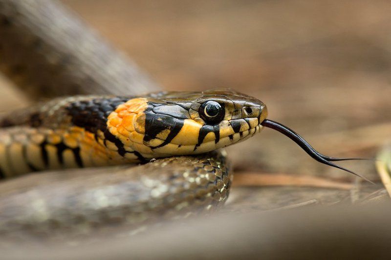 макро, природа, крым, уж, змея, россия, snake, crimea, russia, wildlife, nature Взгляд фото превью