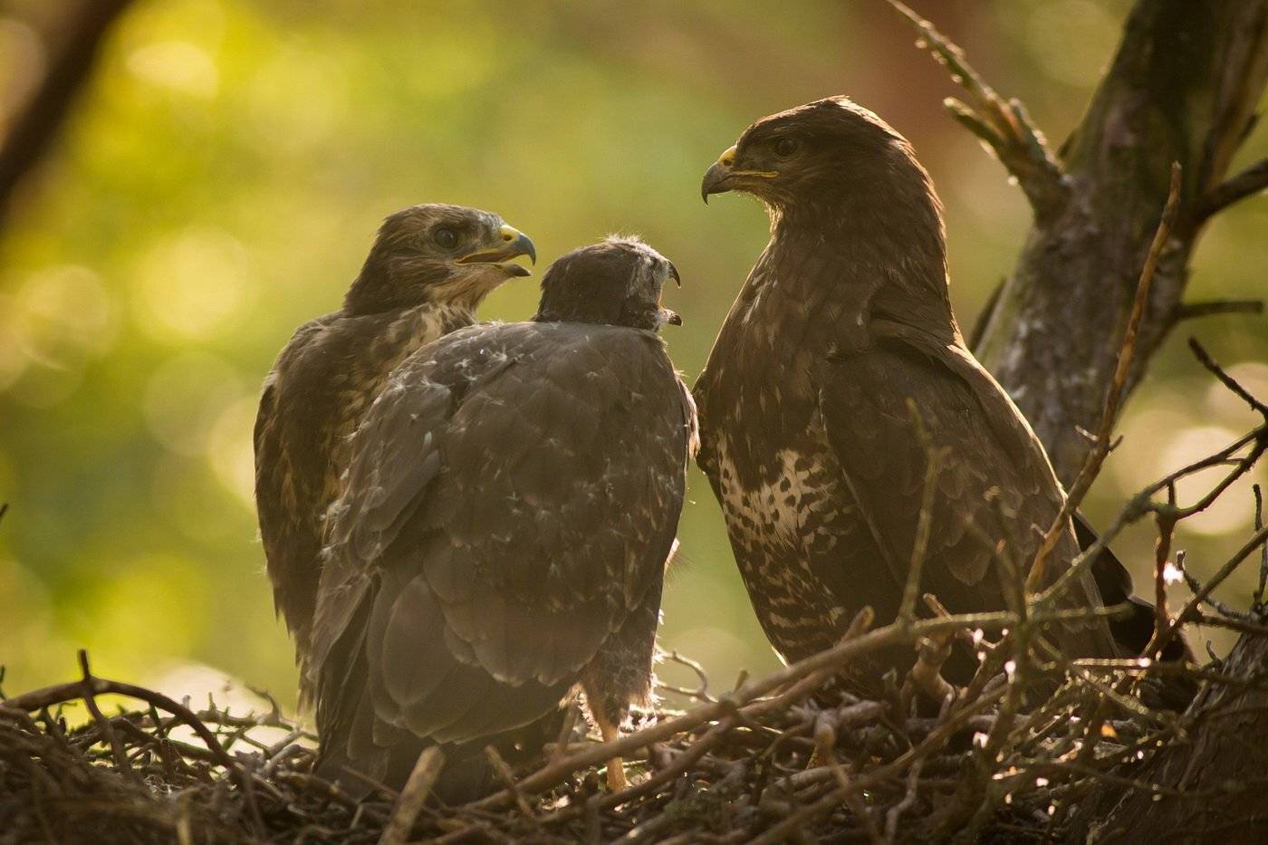, Вилюнов Дмитрий
