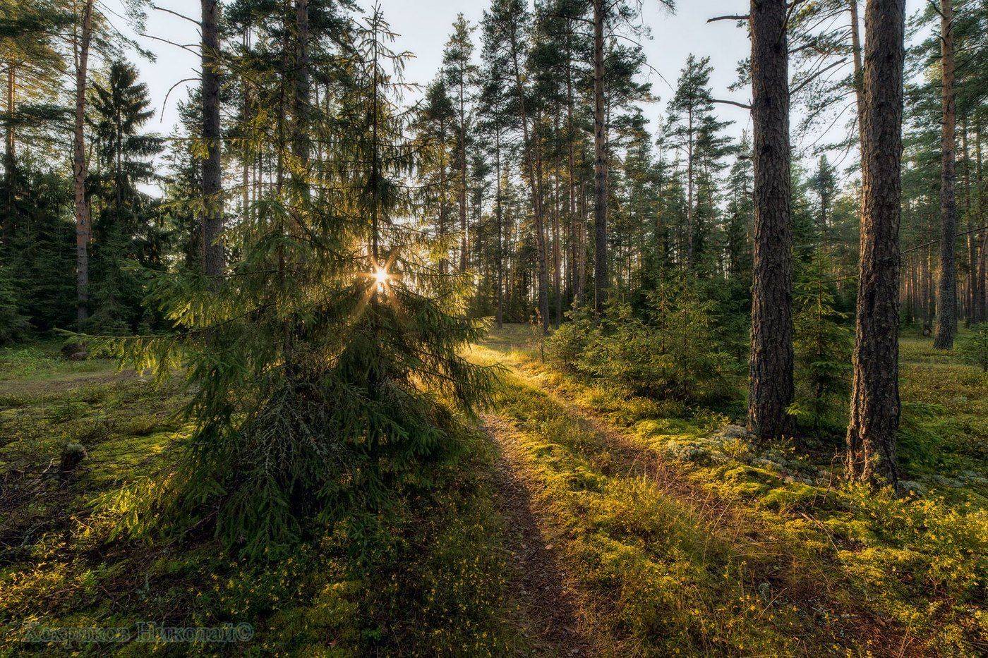 , Хохряков Николай