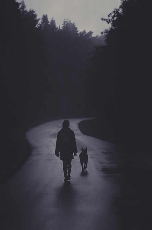 mood, girl, fog, forest, dog, mist, evening,  Misty road фото превью