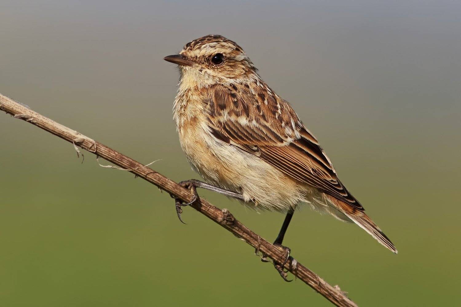 Чекан, Ляпустин Юра