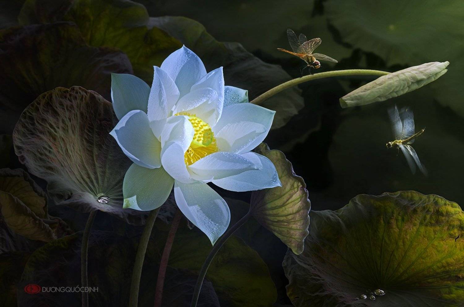 Lotus. Автор: duong quoc dinh , duong quoc dinh