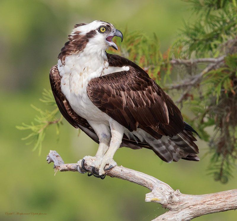 скопа, osprey,  florida, флорида, хищные птицы Скопа - Osprey фото превью