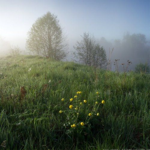 Этюд с купальницей