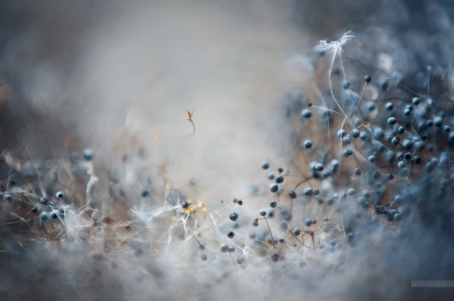 , Валерий Коновалов