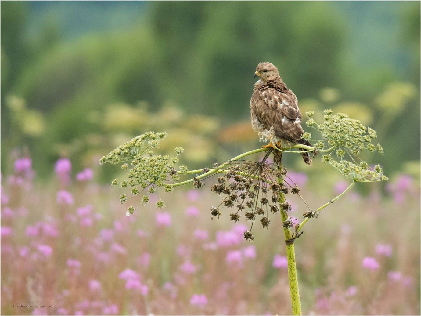 , Валерий Субачев