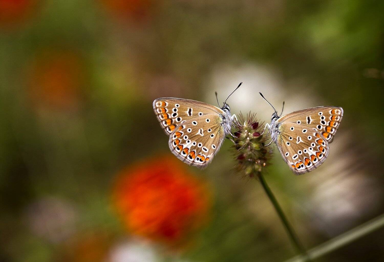 butterfly,nature,natural,flower,beauty,, Naiden Bochev