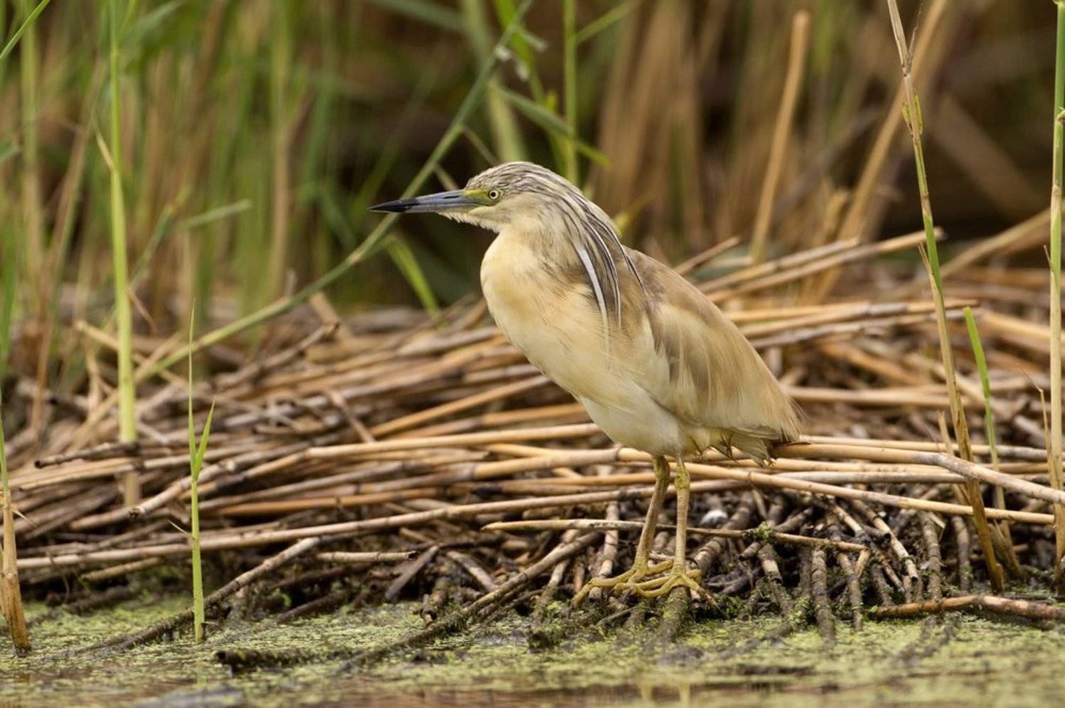 , Александр Гусар