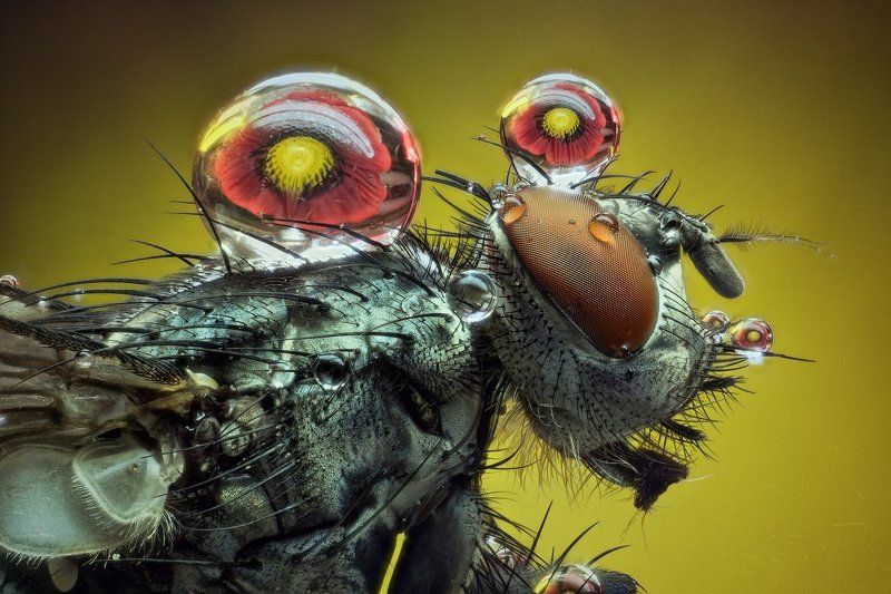 Вода, Капли, Макро, Муха, Цветок Мухи фото превью