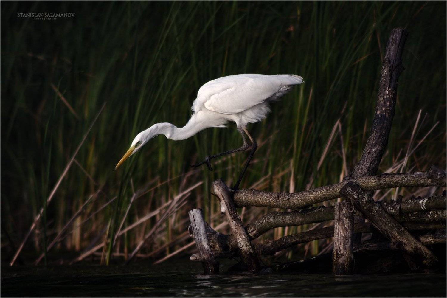 белая цапля, цапля, охота, присада, птицы, Станислав Саламанов