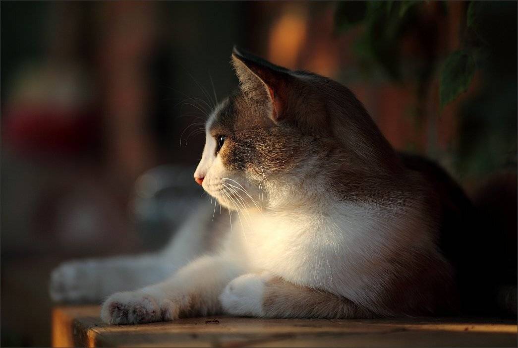 , Сергей Фудиненко