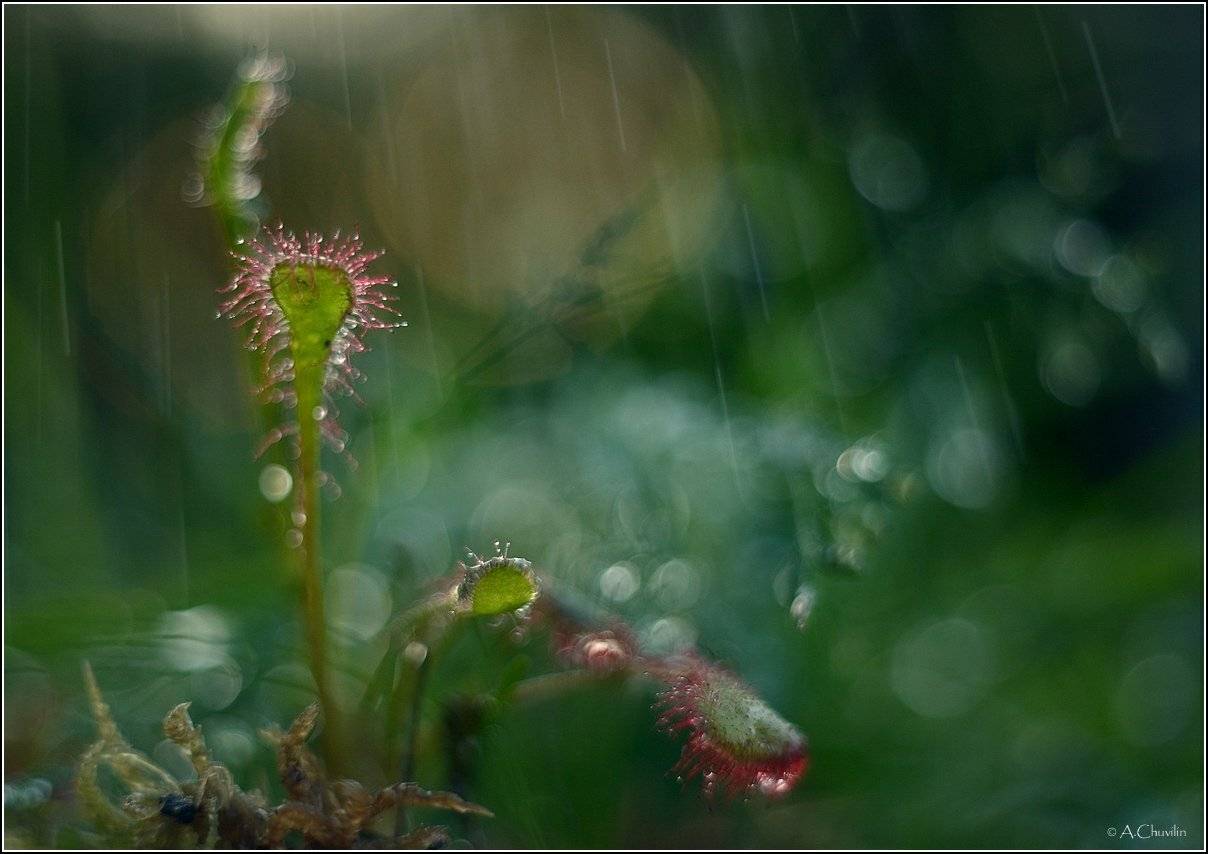 , Александр Чувилин