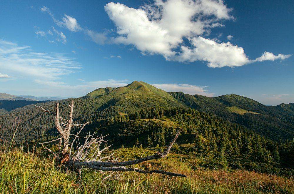 , Ярослав Тюрменко (Jaremi)