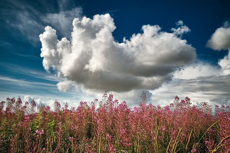 Wild flowers. фото превью