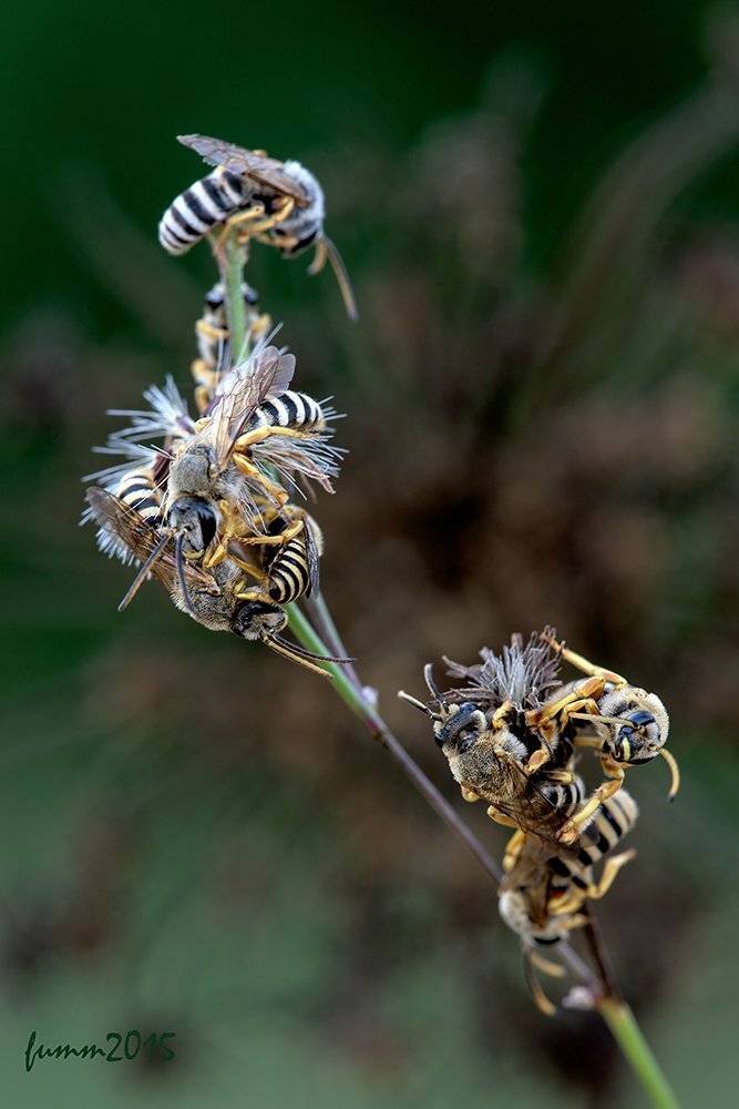 , Игорь ФУММ