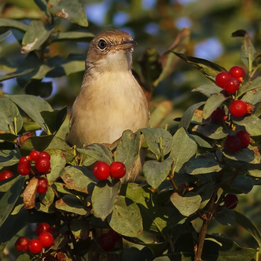 Серая славка, Ляпустин Юра