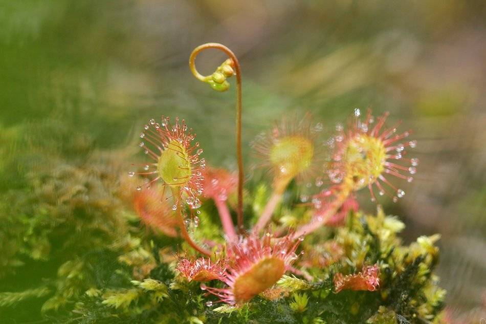 , Иваненко Светлана