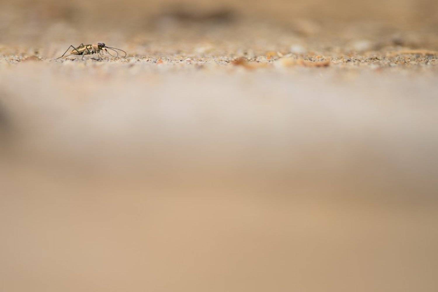 макро, жук, насекомое, жужелица, скакун, Сиваш, соль, озеро, lake, macro, crimea, russia, wildlife, bug, salt, cicindela, крым, россия, природа, nature, Илья Гомыранов