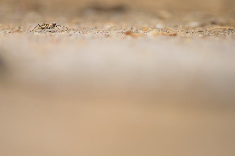 макро, жук, насекомое, жужелица, скакун, Сиваш, соль, озеро, lake, macro, crimea, russia, wildlife, bug, salt, cicindela, крым, россия, природа, nature Гепард фото превью