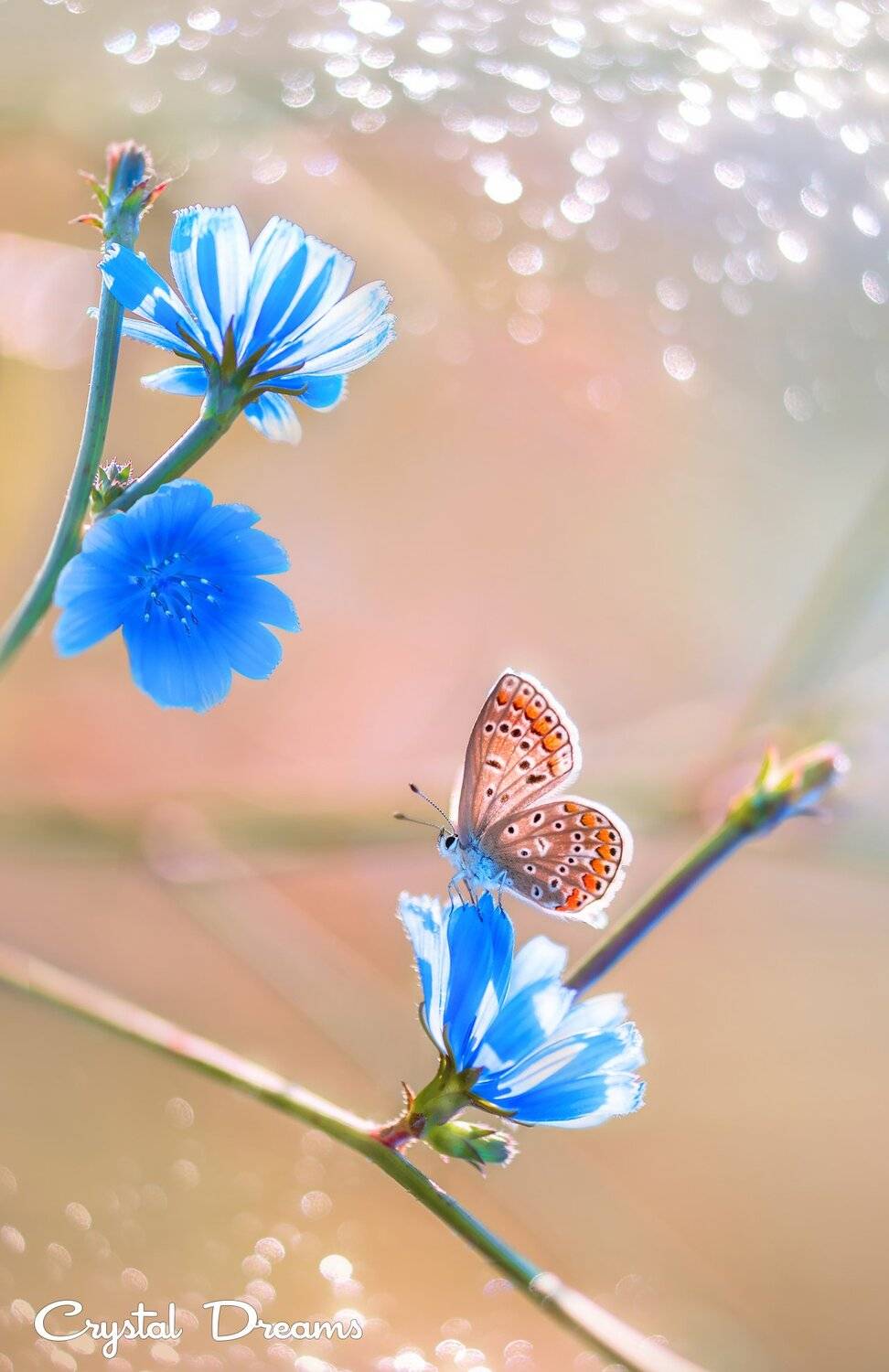 Art, Butterfly, Color, Crystal Dreams, Flowers, Light, Macro, Magic, Meadow, Morning, Nature, Татьяна Крылова