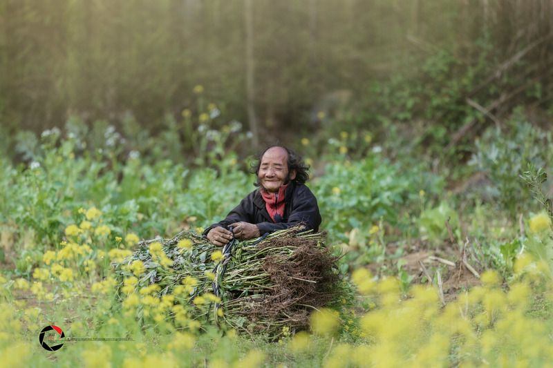 Mùa hoa cải.. фото превью