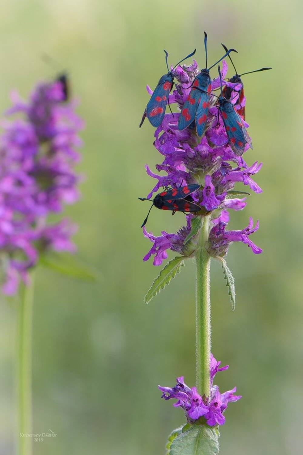 , Кузнецов Дмитрий