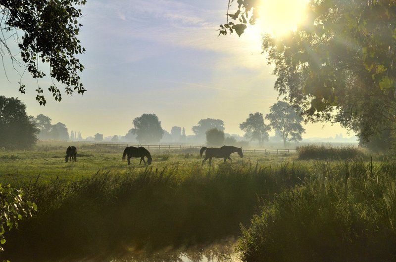 A summer morning in my region. фото превью