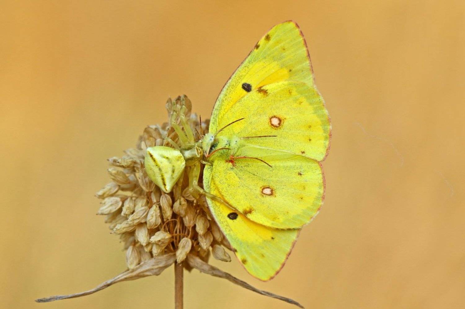 butterfly, spider, Hasan Baglar