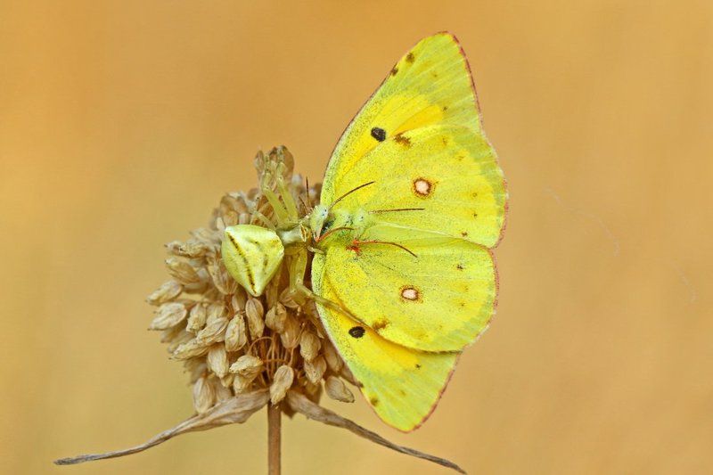 butterfly, spider Flag фото превью