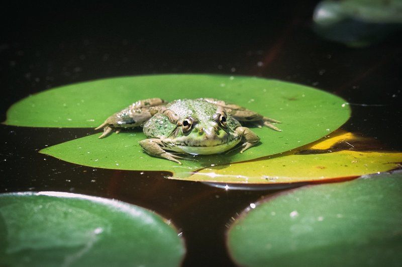 Green, Life, Light, Macro, Nature, Nikon, Summer Frog фото превью