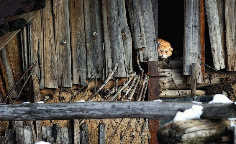 *** фото превью