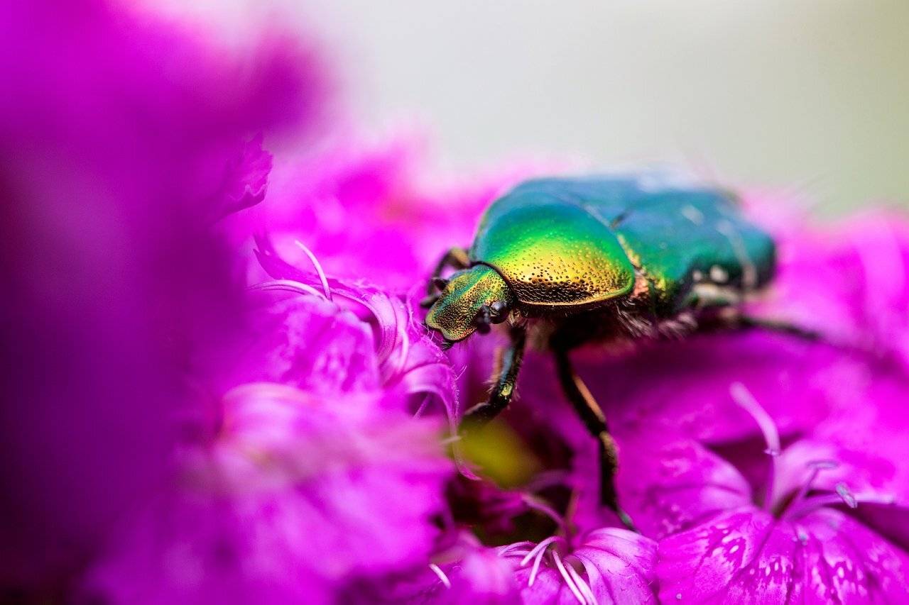 Бронзовик, Жук, Макро, Сергей Вьюнов