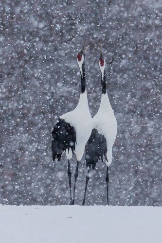 Снежный роман