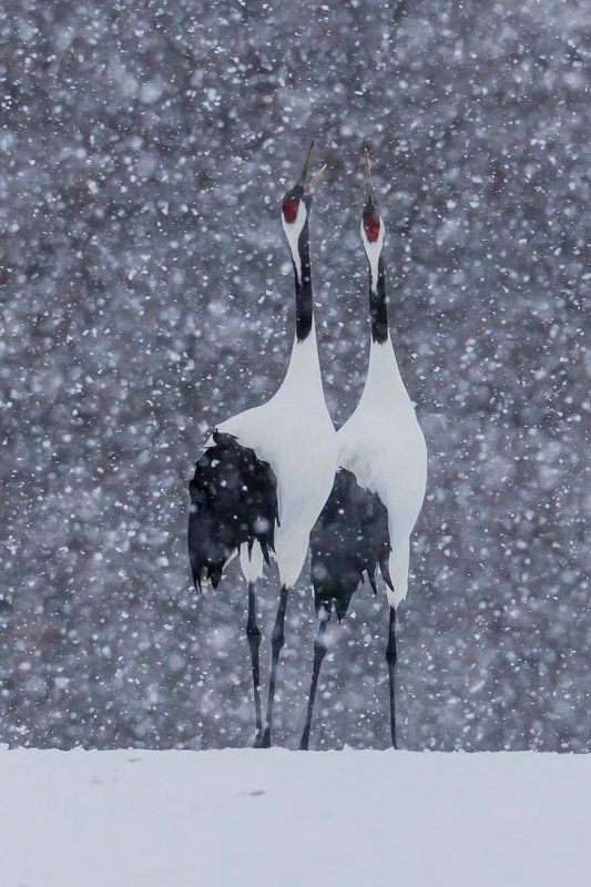 Снежный роман фото превью