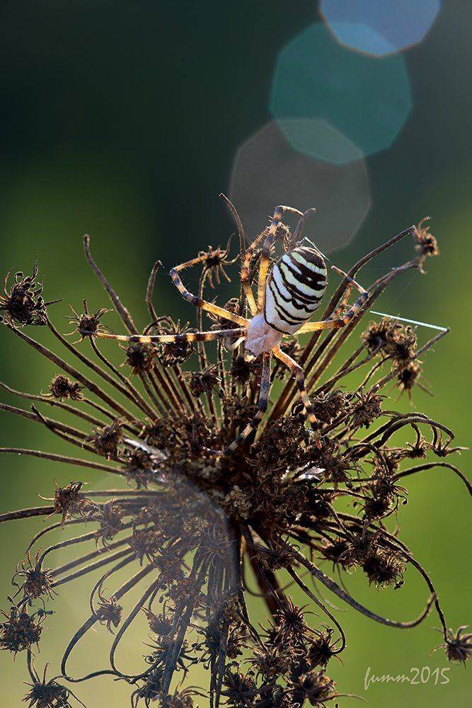 , Игорь ФУММ