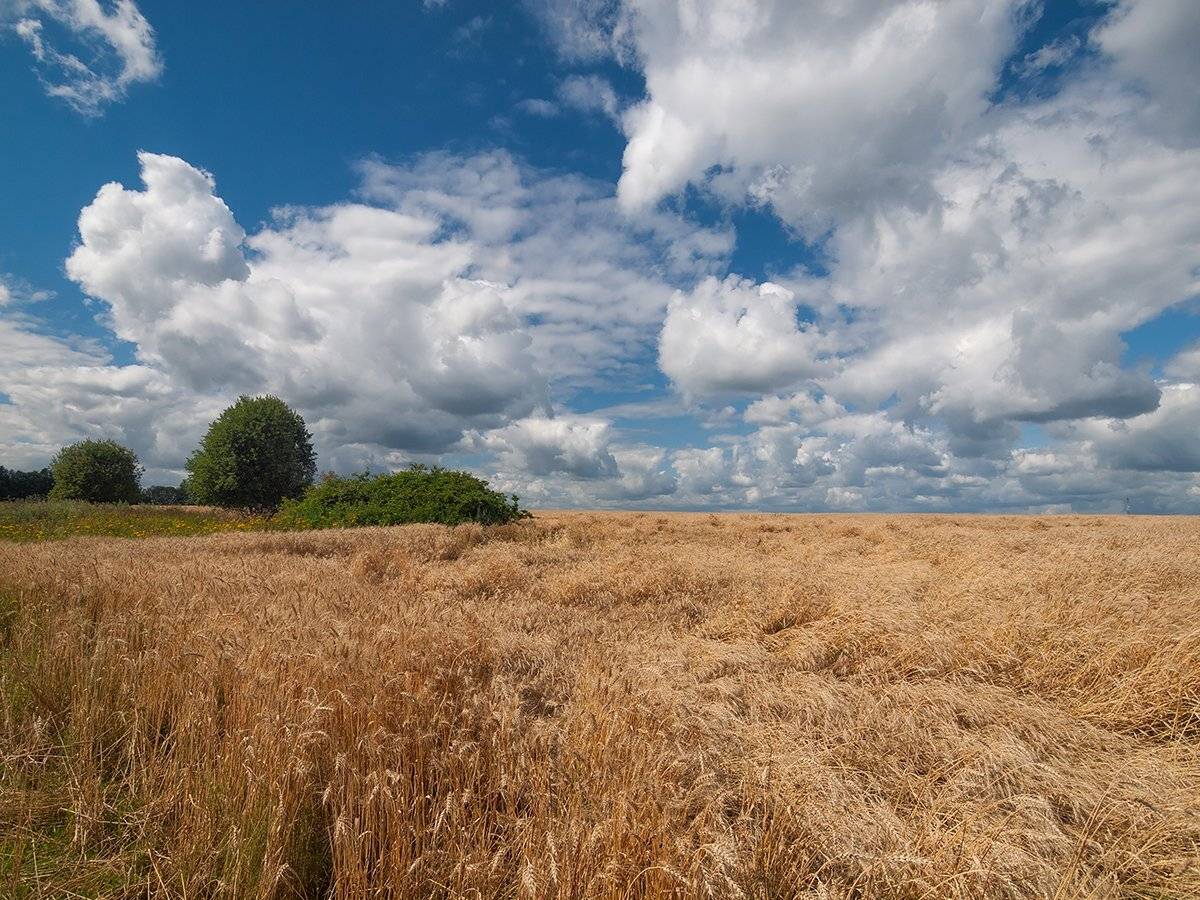 , Владимир Перепечаев