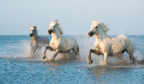 Камарг: гардьены и лошади