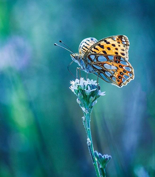 , Pawel Plucinski