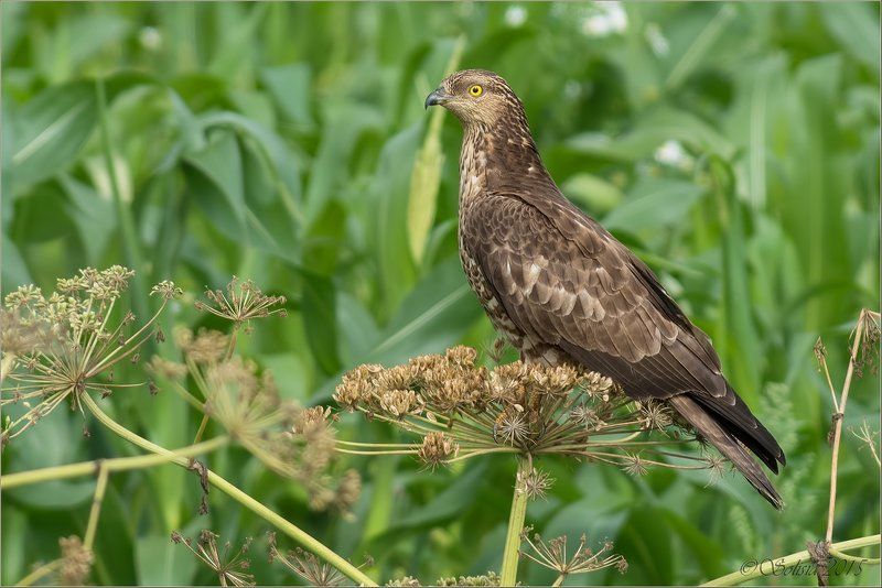 птицы, природа, осоед, Pernis apivorus, хищник, лето, август, 2015, подмосковье, волоколамский р-он Осоед фото превью