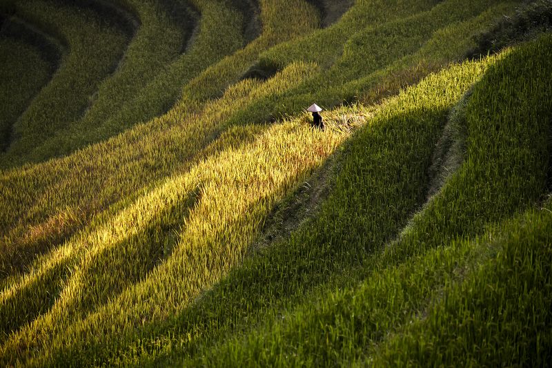 Asia, Asian, Farmer, Field, Green, Landscape, Photography, Rice, Terraces rice field, Yellow Terrace rice field in asia фото превью