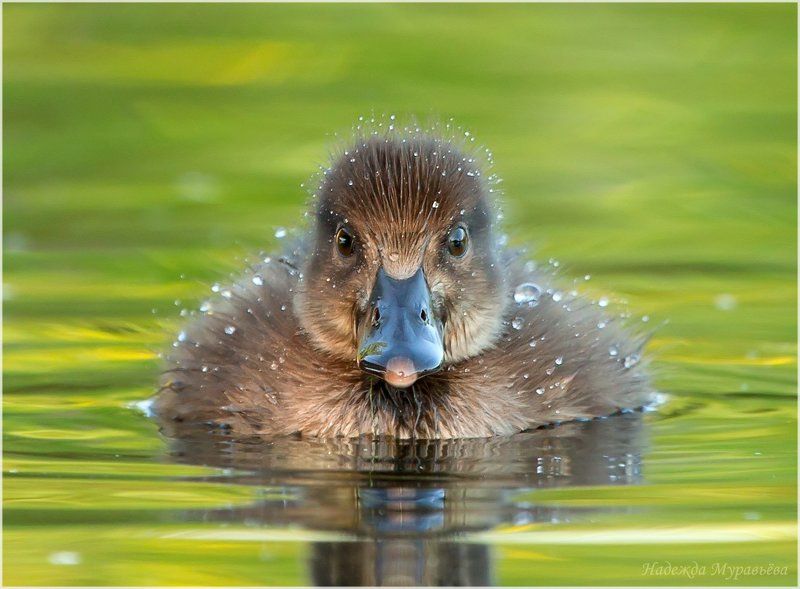 Малыш фото превью
