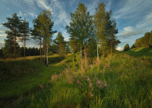 Летние краски на лесной полянке