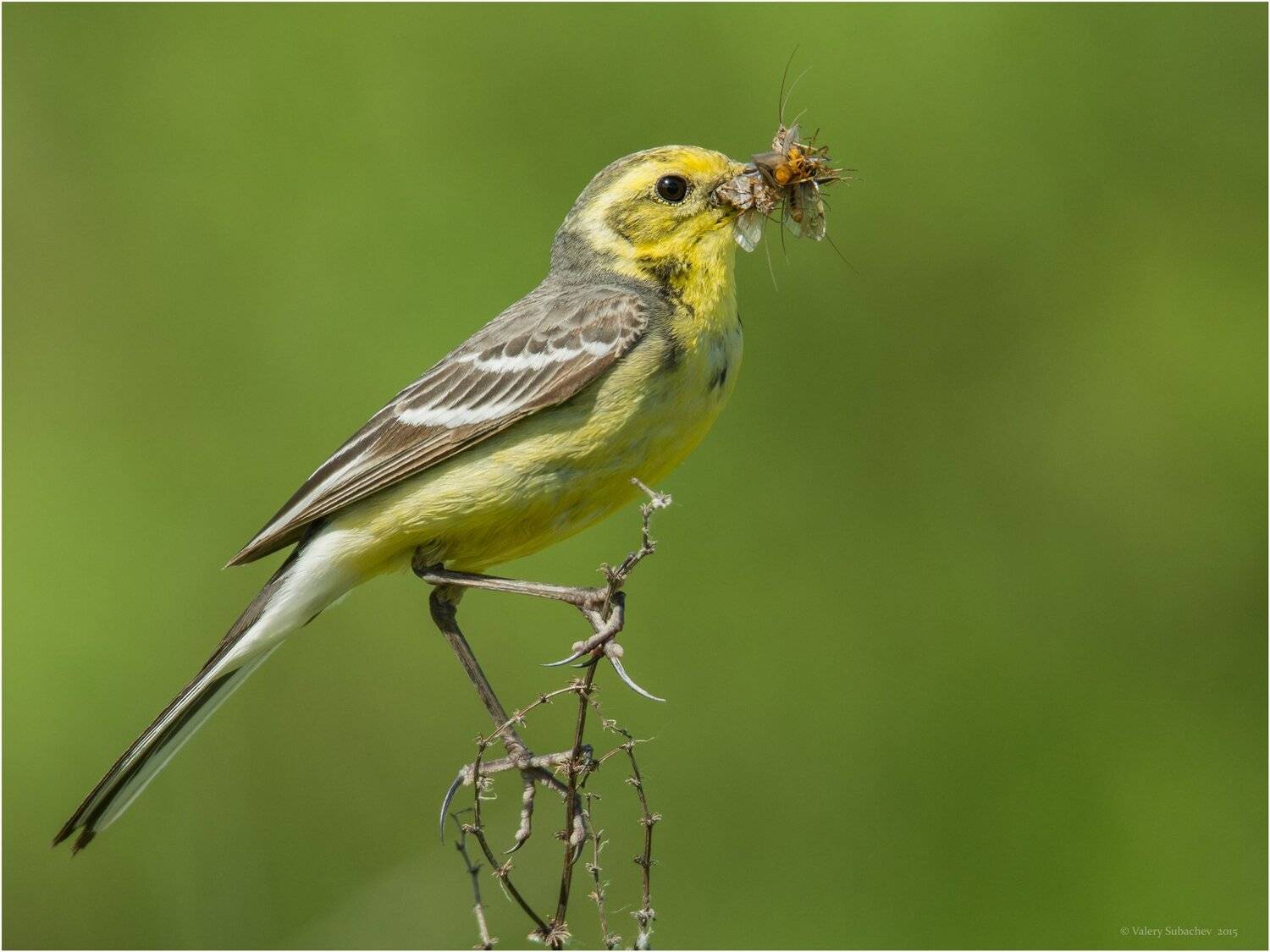 , Валерий Субачев