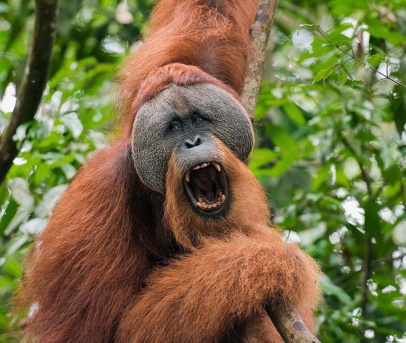 Индонезия, Орангутан, Суматра Орангутаны с Суматры фото превью