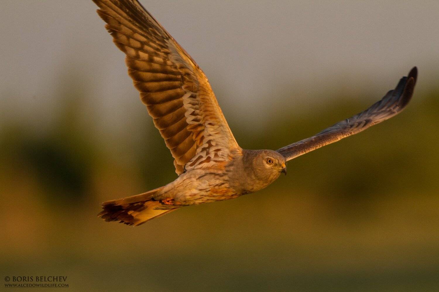 Лугово́й лу́нь, Circus pygargus, www.alcedowildlife.com, Борис Белчев, Фотоохота, природа, Борис Белчев