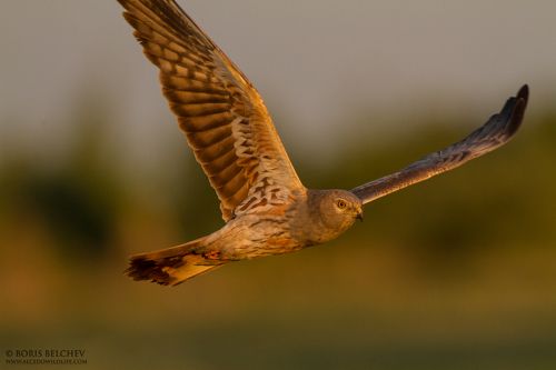 Лугово́й лу́нь (лат. Circus pygargus)