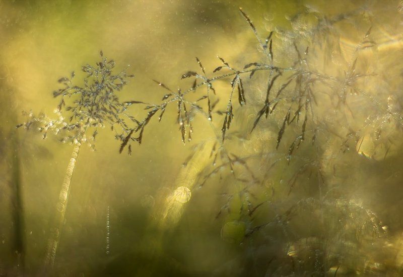 Экспрессия утра... фото превью