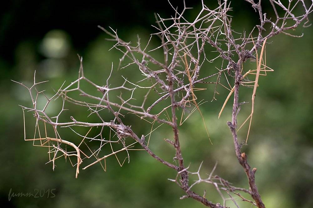 , Игорь ФУММ